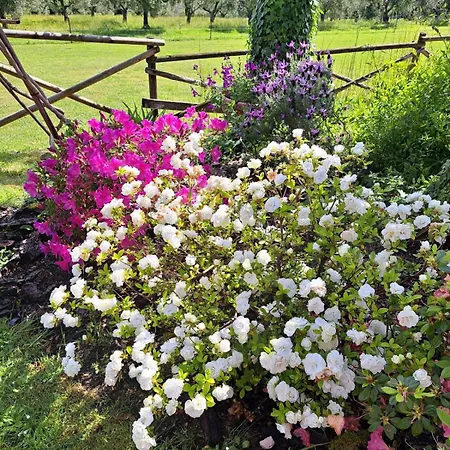 Il Pasco Holiday home Lucca