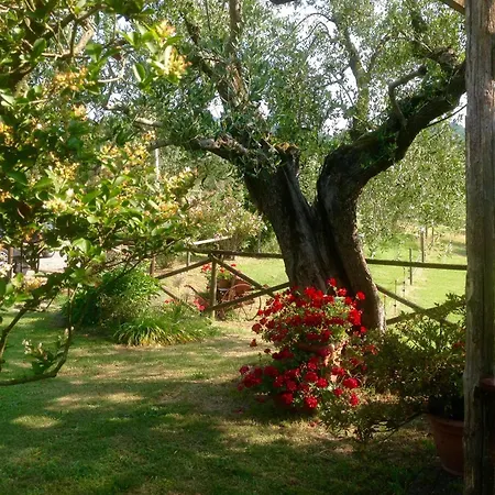 Il Pasco