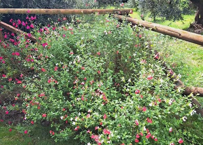 Il Pasco 펜션 루카